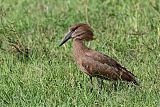 Hamerkop